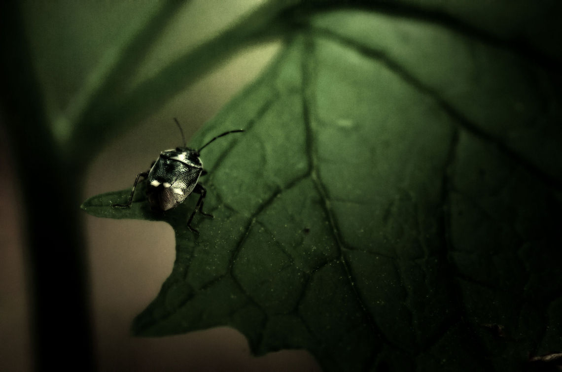 Rape Bug I Rape bugs are shield bugs easily recognized by the 3 dots on their shield. &quot;Rape&quot; in this case refers to the main plant it feeds on. Eurydema oleracea,Macro,Strachiini