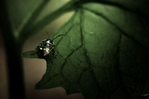 Rape Bug I Rape bugs are shield bugs easily recognized by the 3 dots on their shield. "Rape" in this case refers to the main plant it feeds on. Eurydema oleracea,Macro,Strachiini