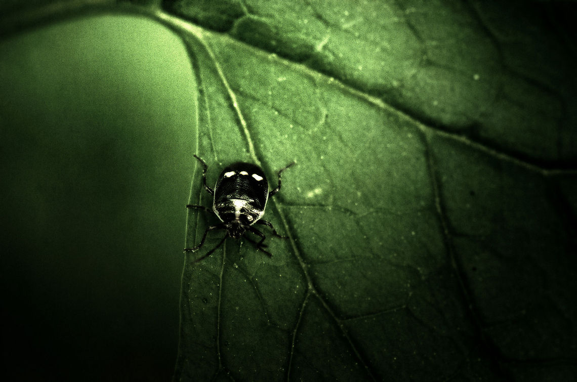 Rape Bug II Rape bugs are shield bugs easily recognized by the 3 dots on their shield. &quot;Rape&quot; in this case refers to the main plant it feeds on. Eurydema oleracea,Macro,Strachiini
