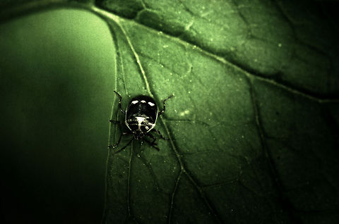 Rape Bug II Rape bugs are shield bugs easily recognized by the 3 dots on their shield. "Rape" in this case refers to the main plant it feeds on. Eurydema oleracea,Macro,Strachiini