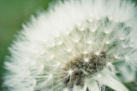 Dandelion closeup  Dandelion,Macro,Taraxacum officinale