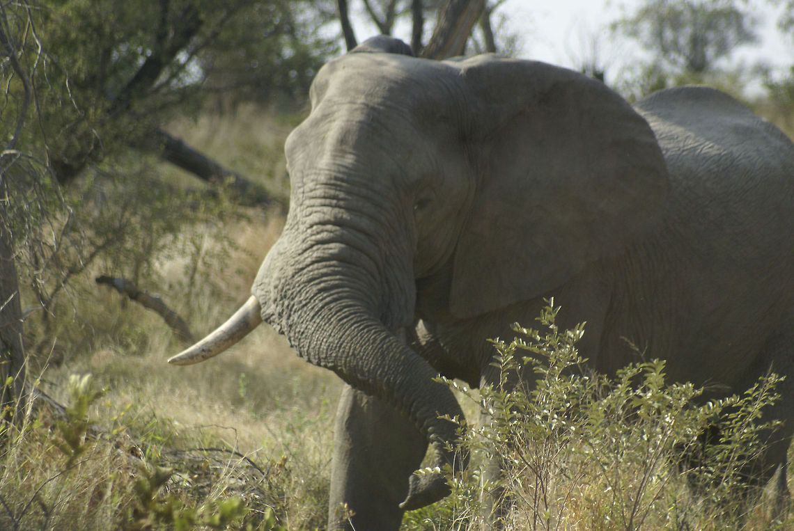 African elephant coming towards us He didn't approach us to ask for directions, and simply continued his path. African Bush Elephant,African Elephant,Elephant,Kruger,Loxodonta africana,Proboscidea,South Africa