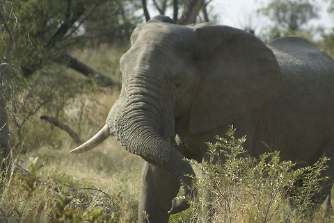 African elephant coming towards us He didn't approach us to ask for directions, and simply continued his path. African Bush Elephant,African Elephant,Elephant,Kruger,Loxodonta africana,Proboscidea,South Africa