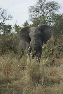 African Elephant front view Portrait view of an elephant as it approaches our jeep in Kruger National Park. The wide ears can be seen as a sign of aggression. African Bush Elephant,African Elephant,Elephant,Kruger,Loxodonta africana,South Africa