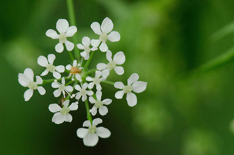 The flower of flowers Small white flowers with a flower-share pattern creating the illusion of a larger flower. Not sure that specie of flower this is. Anthriscus sylvestris,Macro