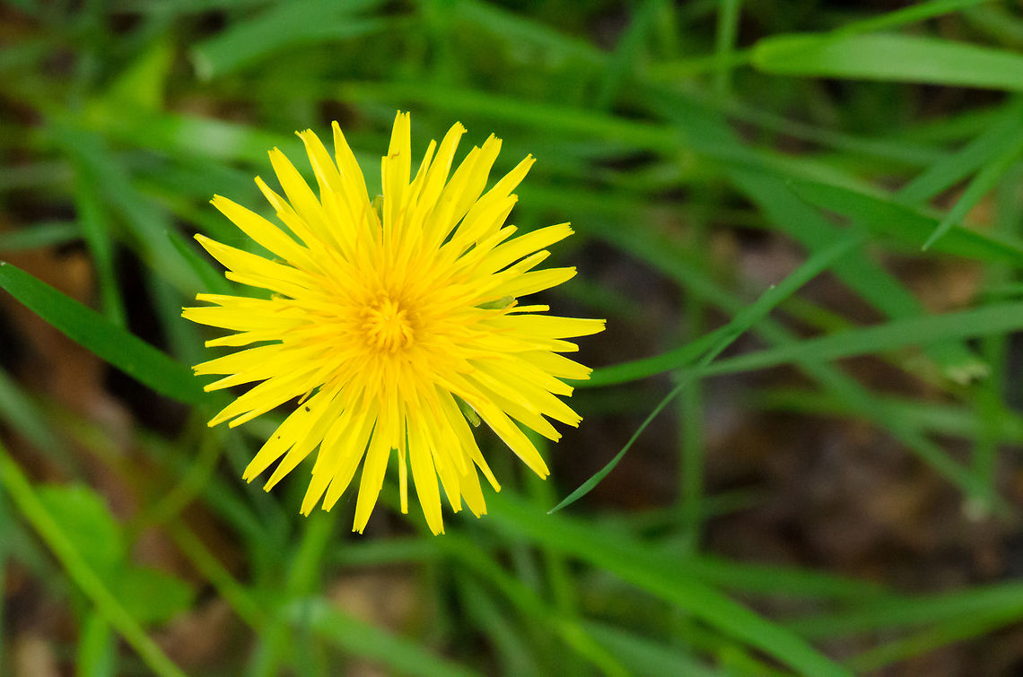 Dandelion top view  Dandelion,Macro,Taraxacum officinale