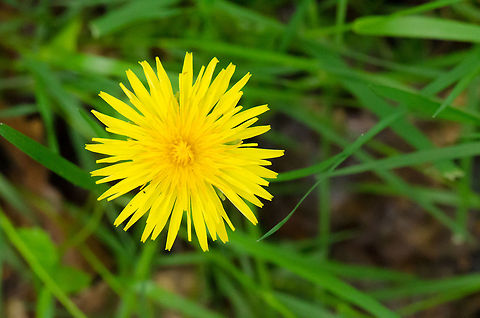 Dandelion top view  Dandelion,Macro,Taraxacum officinale