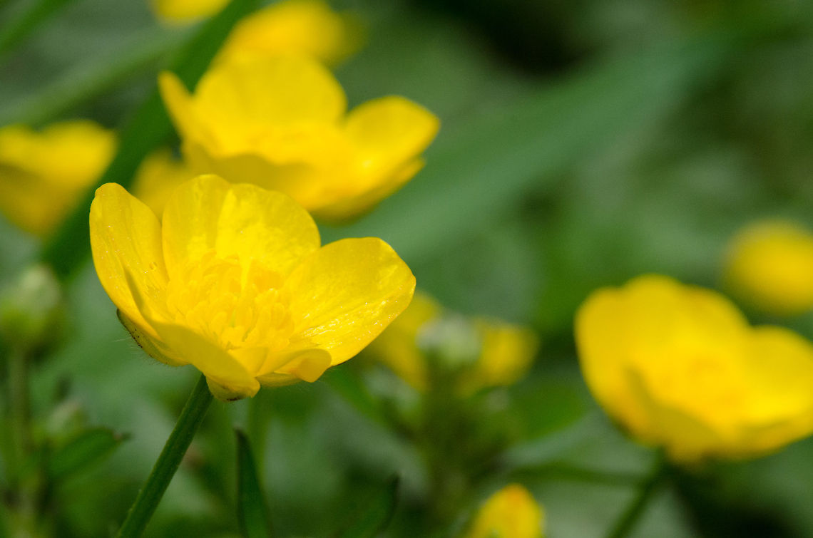 Yellow buttercup closeup  Macro,Ranunculus repens
