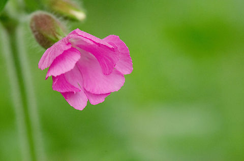 Unknown wild flower in the Netherlands  Macro,Red Campion,Silene dioica