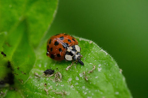 Lady's Dungeon Check out all the aphid corpses, half-eaten and sucked dry by this assertive lady. Harmonia axyridis,Ladybug or Ladybird,Macro