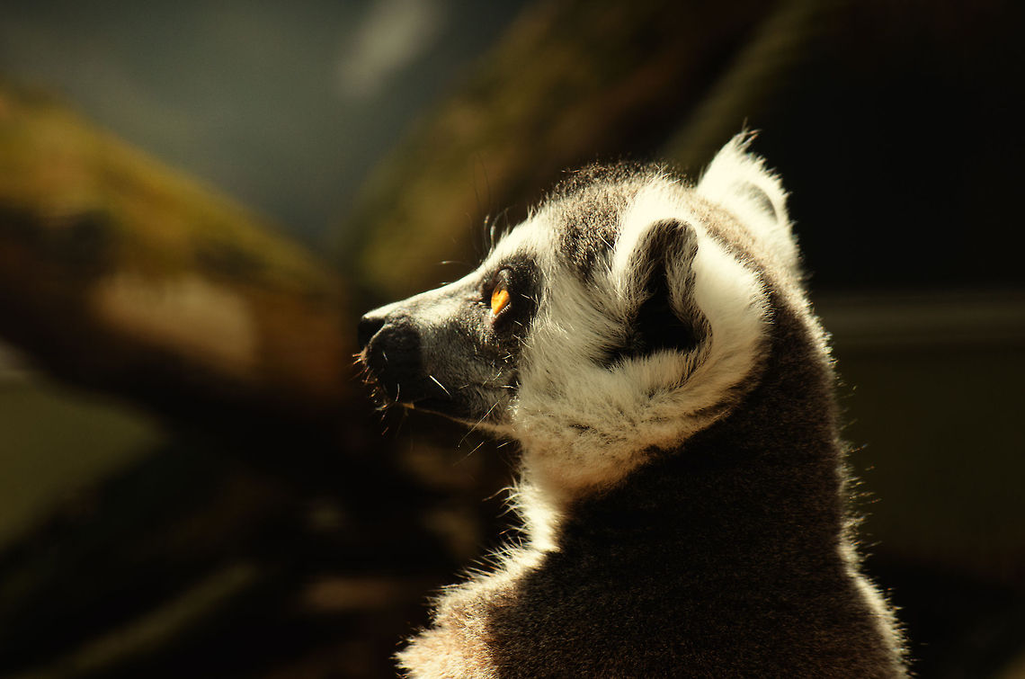 Ring-tailed Lemur sunbath King Julien adoring the only entity higher than himself: the sun. BestZOO,Lemur catta,Ring-tailed lemur