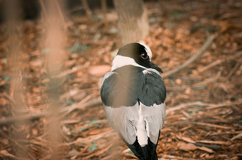 Blacksmith Lapwing Captured at the BestZOO, the Netherlands. Unfortunately something in front of it was partly blocking the view. BestZOO,Blacksmith Lapwing,Vanellus armatus