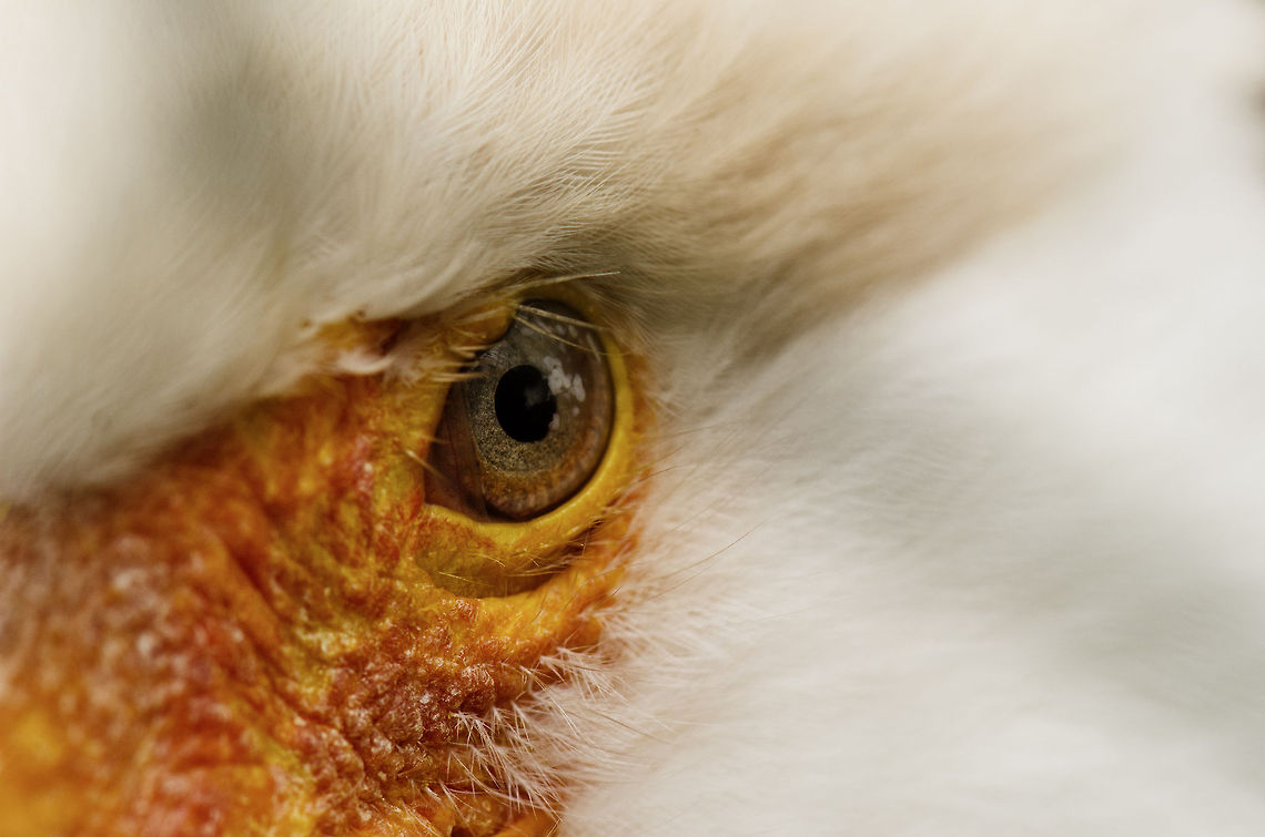 Southern Crested Caracara extreme closeup Extreme closeup of the eye of a Southern Crested Caracara, captured at the BestZOO, the Netherlands. This concerns an all-white caracara. BestZOO,Caracara plancus,Geotagged,Southern Crested Caracara,The Netherlands