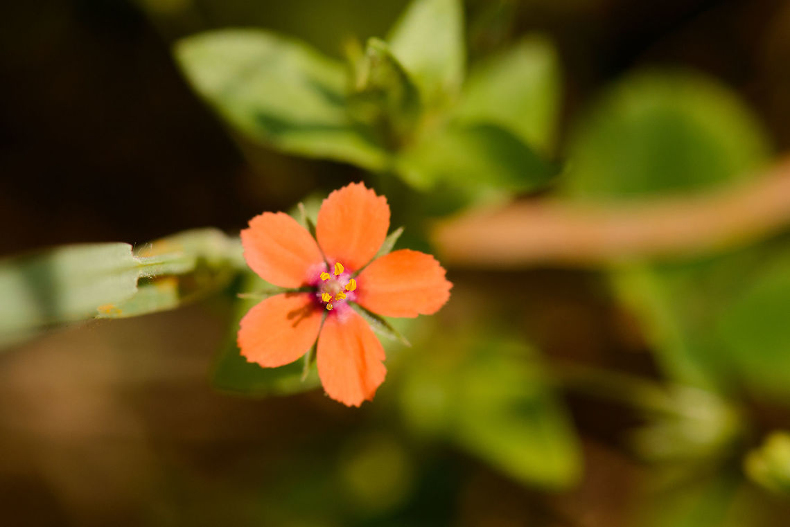 Scarlet pimpernel, Netherlands   Anagallis arvensis,Europe,Geotagged,Heeswijk-Dinther,Macro,Netherlands,Scarlet pimpernel,Summer,World