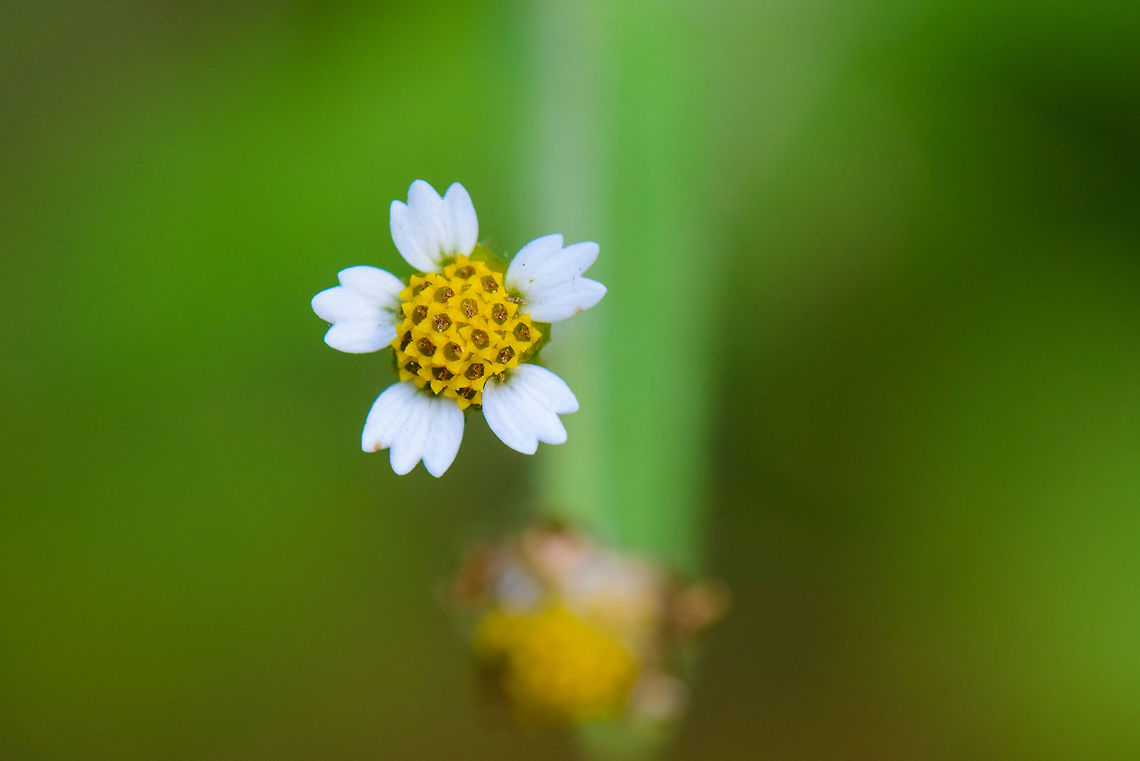 Shaggy Soldier, Netherlands Macro view, since this is a tiny flower. Europe,Galinsoga quadriradiata,Geotagged,Heeswijk-Dinther,Macro,Netherlands,Summer,World