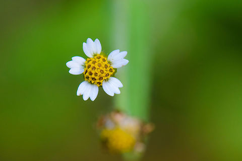 Shaggy Soldier, Netherlands Macro view, since this is a tiny flower. Europe,Galinsoga quadriradiata,Geotagged,Heeswijk-Dinther,Macro,Netherlands,Summer,World