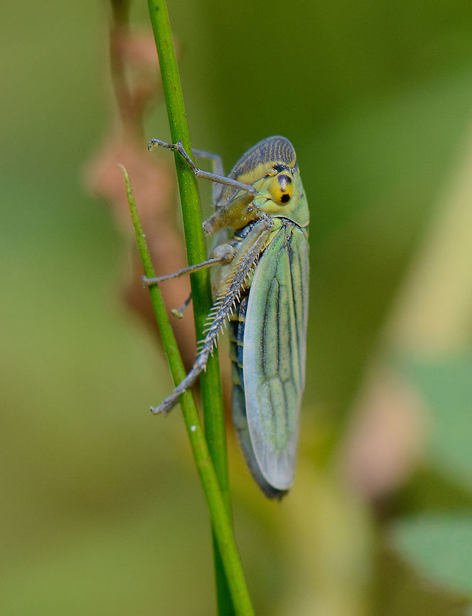 Green Leafhopper (Cicada), macro A quick hike near the end of summer revealed an abundance of these leafhoppers in a forest I frequently visit. I think they look quite interesting up close. They are 6-9mm in size. Cicadella viridis,Europe,Geotagged,Heeswijk-Dinther,Macro,Netherlands,Summer,World