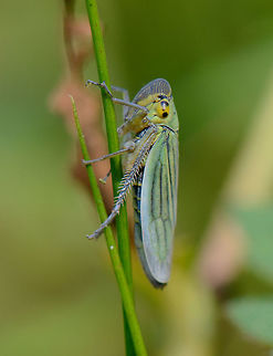 Green Leafhopper (Cicada), macro A quick hike near the end of summer revealed an abundance of these leafhoppers in a forest I frequently visit. I think they look quite interesting up close. They are 6-9mm in size. Cicadella viridis,Europe,Geotagged,Heeswijk-Dinther,Macro,Netherlands,Summer,World