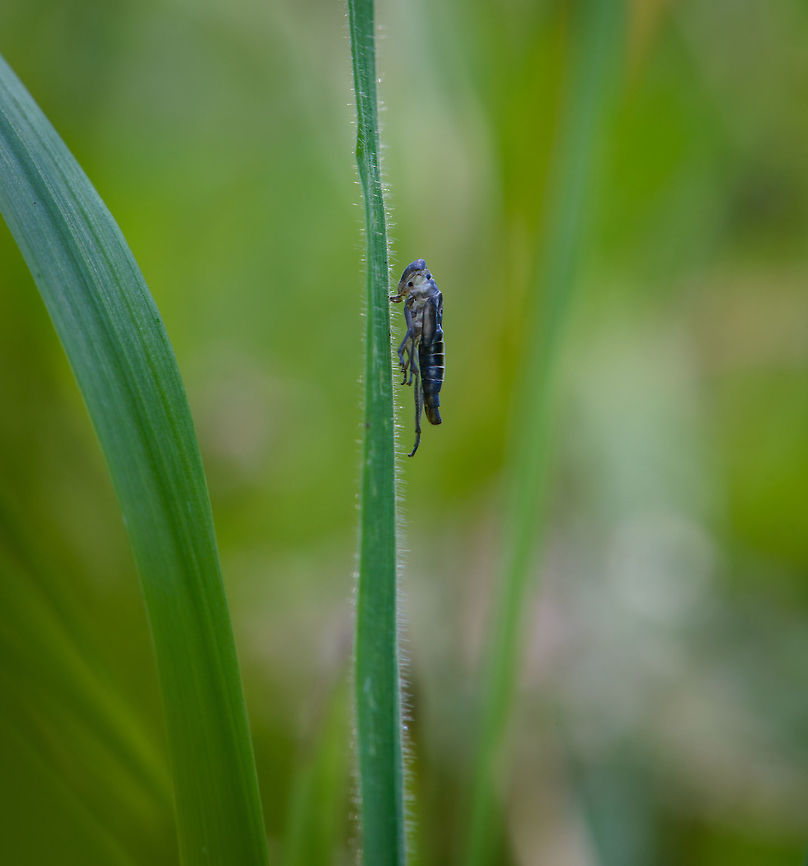 Cicada Exuvia, Netherlands When doing macro photography of insects, my strategy is to take increasingly risky measures to get a good shot. This usually ends with me moving grass or other obstacles out of the way, at which point 90% of my subjects escape the scene. <br />
In this case I was surprised for the subject to not escape, only to realize it was the Exuvia of a Cicada, and not a live specimen. I still somewhat like the shot because it shows that none of the legs make contact with the leaf, only the jaw is attached. Europe,Geotagged,Heeswijk-Dinther,Macro,Netherlands,Summer,World