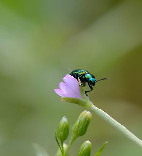 Gastrophysa viridula on purple flower, Netherlands  Chrysomelidae,Chrysomelinae,Europe,Gastrophysa,Gastrophysa viridula,Geotagged,Green Dock-Beetle (G. viridula),Heeswijk-Dinther,Macro,Netherlands,Summer,World
