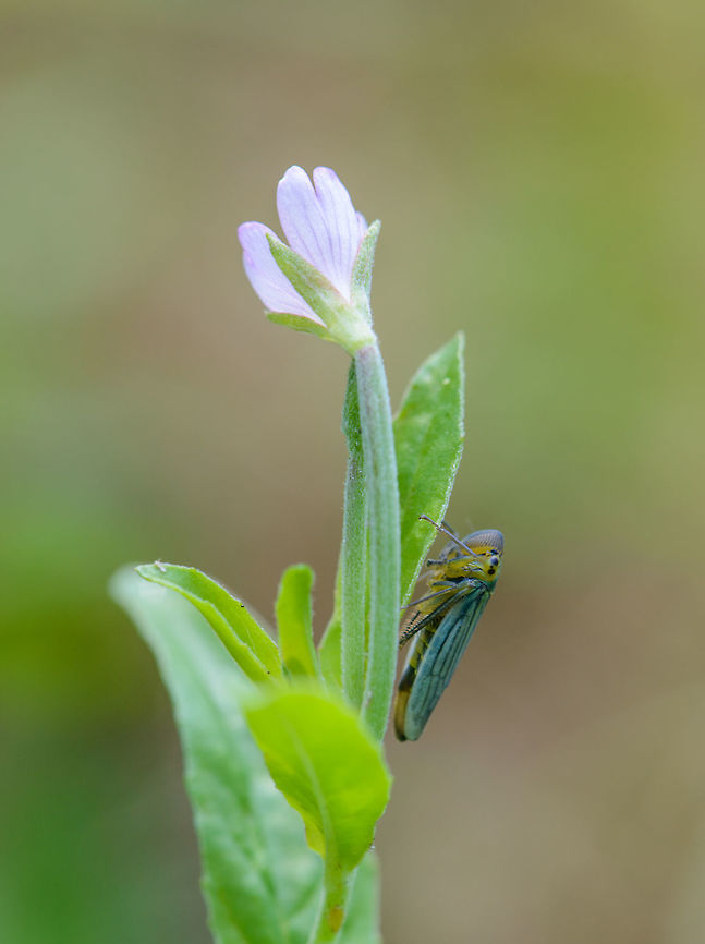 Cicadella viridis on purple flower, Netherlands  Cicadella viridis,Europe,Geotagged,Heeswijk-Dinther,Macro,Netherlands,Summer,World
