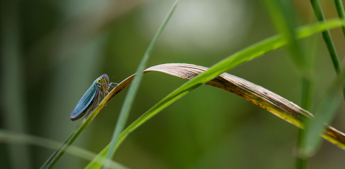 Bug's World Widescreen composition of a Cicadella viridis in its habitat. Like most cicadas, it spends the majority of its life underground, as a nymph. Then comes the moult...<br />
<figure class="photo"><a href="https://www.jungledragon.com/image/46116/cicada_exuvia_netherlands.html" title="Cicada Exuvia, Netherlands"><img src="https://s3.amazonaws.com/media.jungledragon.com/images/2/46116_thumb.jpg?AWSAccessKeyId=05GMT0V3GWVNE7GGM1R2&Expires=1769040010&Signature=YhUmz%2Bs1o6pA7CwLtMoUWicUFTE%3D" width="142" height="152" alt="Cicada Exuvia, Netherlands When doing macro photography of insects, my strategy is to take increasingly risky measures to get a good shot. This usually ends with me moving grass or other obstacles out of the way, at which point 90% of my subjects escape the scene. <br />
In this case I was surprised for the subject to not escape, only to realize it was the Exuvia of a Cicada, and not a live specimen. I still somewhat like the shot because it shows that none of the legs make contact with the leaf, only the jaw is attached. Europe,Geotagged,Heeswijk-Dinther,Macro,Netherlands,Summer,World" /></a></figure><br />
<br />
...after which is arrives as its final adult form:<br />
<br />
<figure class="photo"><a href="https://www.jungledragon.com/image/46115/green_leafhopper_cicada_macro.html" title="Green Leafhopper (Cicada), macro"><img src="https://s3.amazonaws.com/media.jungledragon.com/images/2/46115_thumb.jpg?AWSAccessKeyId=05GMT0V3GWVNE7GGM1R2&Expires=1769040010&Signature=DRvIFZPqx8opngP1hCfKWL51QJ8%3D" width="118" height="152" alt="Green Leafhopper (Cicada), macro A quick hike near the end of summer revealed an abundance of these leafhoppers in a forest I frequently visit. I think they look quite interesting up close. They are 6-9mm in size. Cicadella viridis,Europe,Geotagged,Heeswijk-Dinther,Macro,Netherlands,Summer,World" /></a></figure> Cicadella viridis,Europe,Geotagged,Heeswijk-Dinther,Macro,Netherlands,Summer,World