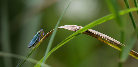 Bug's World Widescreen composition of a Cicadella viridis in its habitat. Like most cicadas, it spends the majority of its life underground, as a nymph. Then comes the moult...
https://www.jungledragon.com/image/46116/cicada_exuvia_netherlands.html

...after which is arrives as its final adult form:

https://www.jungledragon.com/image/46115/green_leafhopper_cicade_macro.htmlhttps://www.jungledragon.com/image/46115/green_leafhopper_cicade_macro.html Cicadella viridis,Europe,Geotagged,Heeswijk-Dinther,Macro,Netherlands,Summer,World