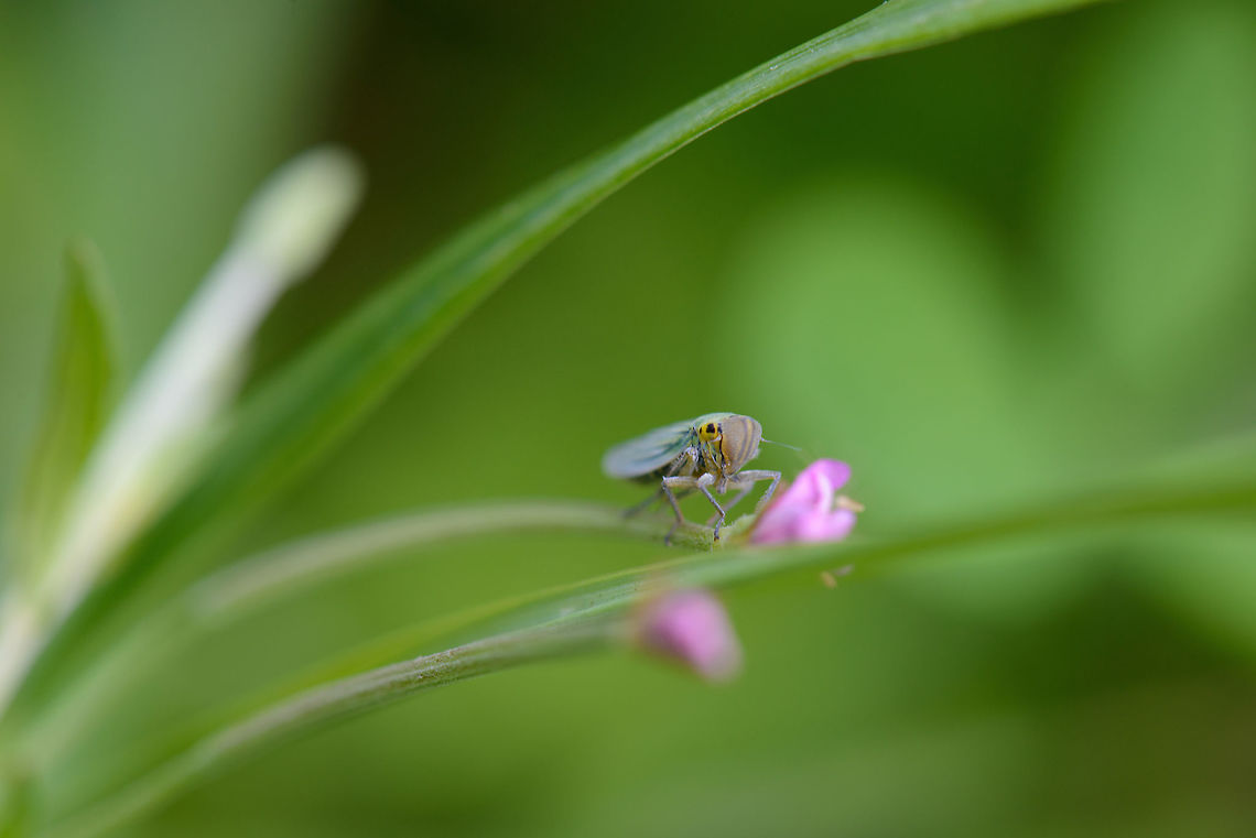 Cicadella viridis side view, Netherlands  Cicadella viridis,Europe,Geotagged,Heeswijk-Dinther,Macro,Netherlands,Summer,World