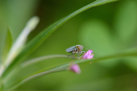 Cicadella viridis side view, Netherlands  Cicadella viridis,Europe,Geotagged,Heeswijk-Dinther,Macro,Netherlands,Summer,World