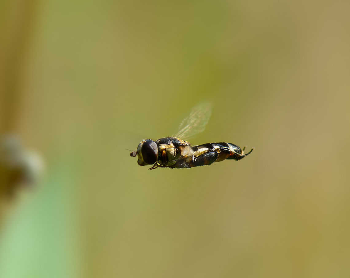 Hoverfly in mid-air, Netherlands Not sure of the species yet. Europe,Geotagged,Heeswijk-Dinther,Macro,Netherlands,Summer,Syritta pipiens,World