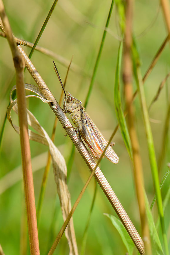 Greeting cricket, Netherlands It&#039;s not actually greeting me, it was cleaning its eyes :) Check out the red abdomen. Chorthippus brunneus,Common field grasshopper,Europe,Geotagged,Heeswijk-Dinther,Macro,Netherlands,Summer,World