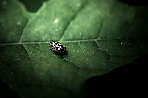 14-spot Ladybirds mating  Fourteen-spot Ladybird,Macro,Propylea quatuordecimpunctata