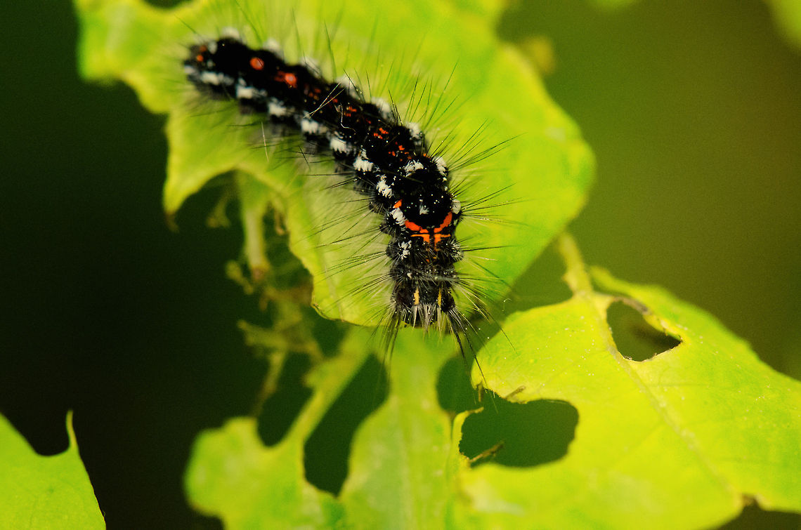 Yellow-tail Moth I'm not 100% sure about this identification, so feel free to correct me if I'm wrong.<br />
<br />
As with any brush-haired caterpillar, one should avoid any contact with it for their hairs can be a serious health issue. Euproctis similis,Macro,Yellow-tail