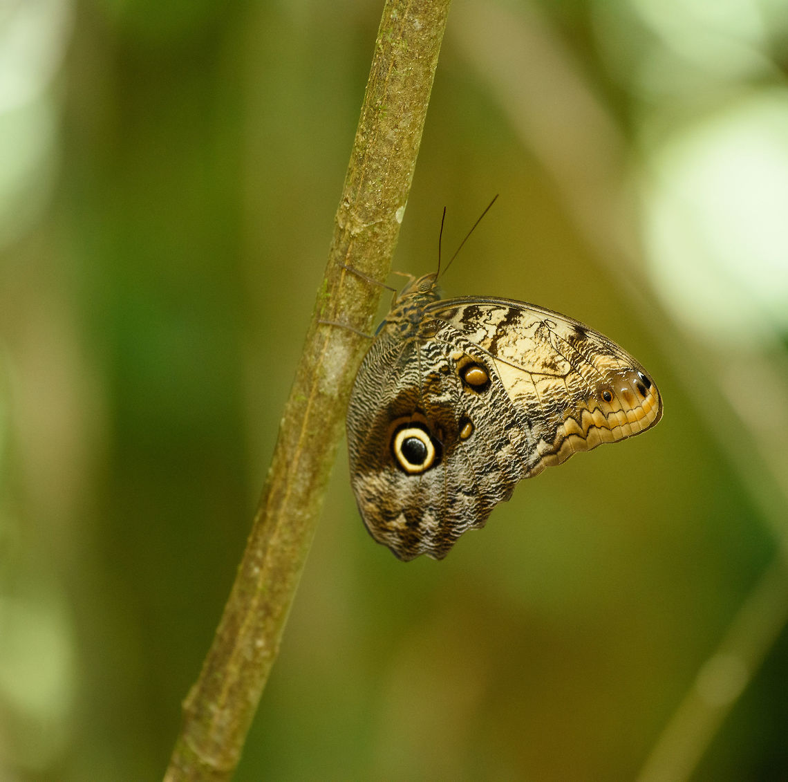 Illioneus Giant Owl, Santa María, Colombia Opening our Colombia 2016 set with this first photo. This is in Santa María, the eastern Andes of Colombia. Our first path was named Reserva Almenara. This path did not deliver a lot of birds (within photo range), so we occasionally took the opportunity to photograph the great amount of butterflies. <br />
<br />
This Illioneus Giant Owl is widespread throughout South America. It can be mistaken for caligo telamonius. Boyacá,Caligo illioneus,Colombia,Illioneus Giant Owl,Reserva Almenara,Santa María,South America,World