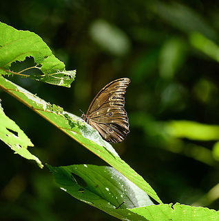 Blue Morpho, Santa María, Colombia This giant butterfly seems to be a common sight across Colombia. Perched like this it is the least spectacular, showing the brown underside of its wings. Most often you will see the spectacular bright blue when it is in flight, like a disco light floating around you. Boyacá,Colombia,Morpho menelaus,Reserva Almenara,Santa María,South America,World