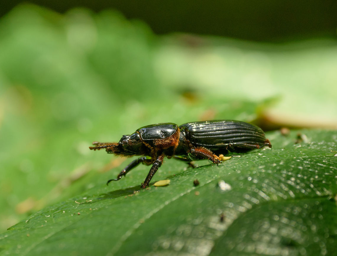 Lengthy beetle perched on leaf, Santa María, Colombia It seems shaped like a Click Beetle, but I&#039;m not sure. It is lengthy, has a ridged abdomen, and appears to have brown fur on parts of its body. Boyacá,Colombia,Santa María,South America,World