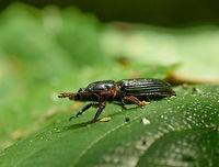 Lengthy beetle perched on leaf, Santa María, Colombia It seems shaped like a Click Beetle, but I'm not sure. It is lengthy, has a ridged abdomen, and appears to have brown fur on parts of its body. Boyacá,Colombia,Santa María,South America,World