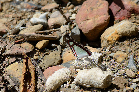 Edocla Redring, Santa Mar&iacute;a, Colombia This is not the perspective I had in mind when photographing this species, but it's the only photo showing the species at all, since it was very skittish. Quite a beautiful species, fun fact is that they have red eyes. Boyac&aacute;,Colombia,Edocla Redring,Pyrrhogyra edocla,Reserva Almenara,Santa Mar&iacute;a,South America,World