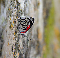 Cramer's Eighty-eight (Diaethria clymena marchalii), Santa María, Colombia This is the marchalii sub species of Diaethria clymena, popular name "eighty eight". It looks like I found a zero zero instead, but if you look closely, you can see faint dots appearing inside the circles. For some reason, a large group of them was interested in this piece of concrete wall at the beginning of the Reserva Almenara path in Santa María. Boyacá,Colombia,Cramer's Eighty-eight,Diaethria clymena,Reserva Almenara,Santa María,South America,World