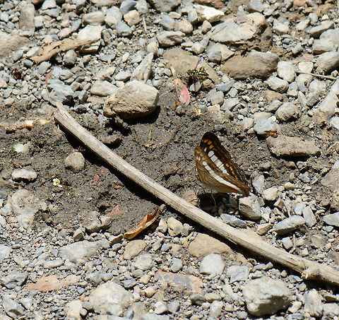 Alala Sister, dorsal view, Santa María, Colombia The Reserva Almenara path in Santa María, Colombia has an overwhelming amount of butterflies, many seem attracted to the ground, I'm assuming they're feeding on nutrient rich mud. Adelpha alala,Alala Sister,Boyacá,Colombia,Reserva Almenara,Santa María,South America,World