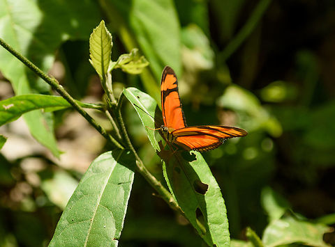 Julia Butterfly, Santa María, Colombia Can superficially be mistaken for Eueides aliphera. however the black tooth or triangle you see on this photo near the end of its wings indicate that this is the Julia butterfly, also called the "flame". Boyacá,Colombia,Dryas iulia,Reserva Almenara,Santa María,South America,World