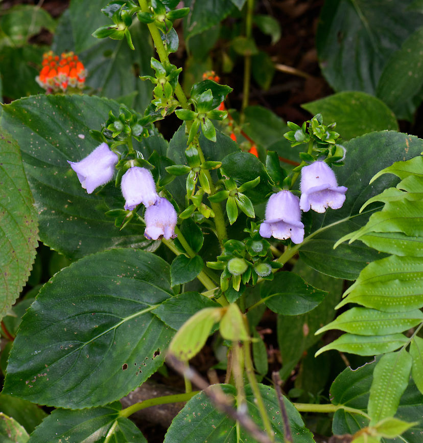 Gloxinia perennis flowers in Colombia This is a quick snap alongside the path we used to search for birds in Reserva Almenara, Santa Mar&iacute;a, Colombia. Reference used:<br />
<a href="http://www.latin-wife.com/blog/colombia/gloxinia-perennis/" rel="nofollow">http://www.latin-wife.com/blog/colombia/gloxinia-perennis/</a> Boyacá,Colombia,Gloxinia perennis,Reserva Almenara,Santa María,South America,World