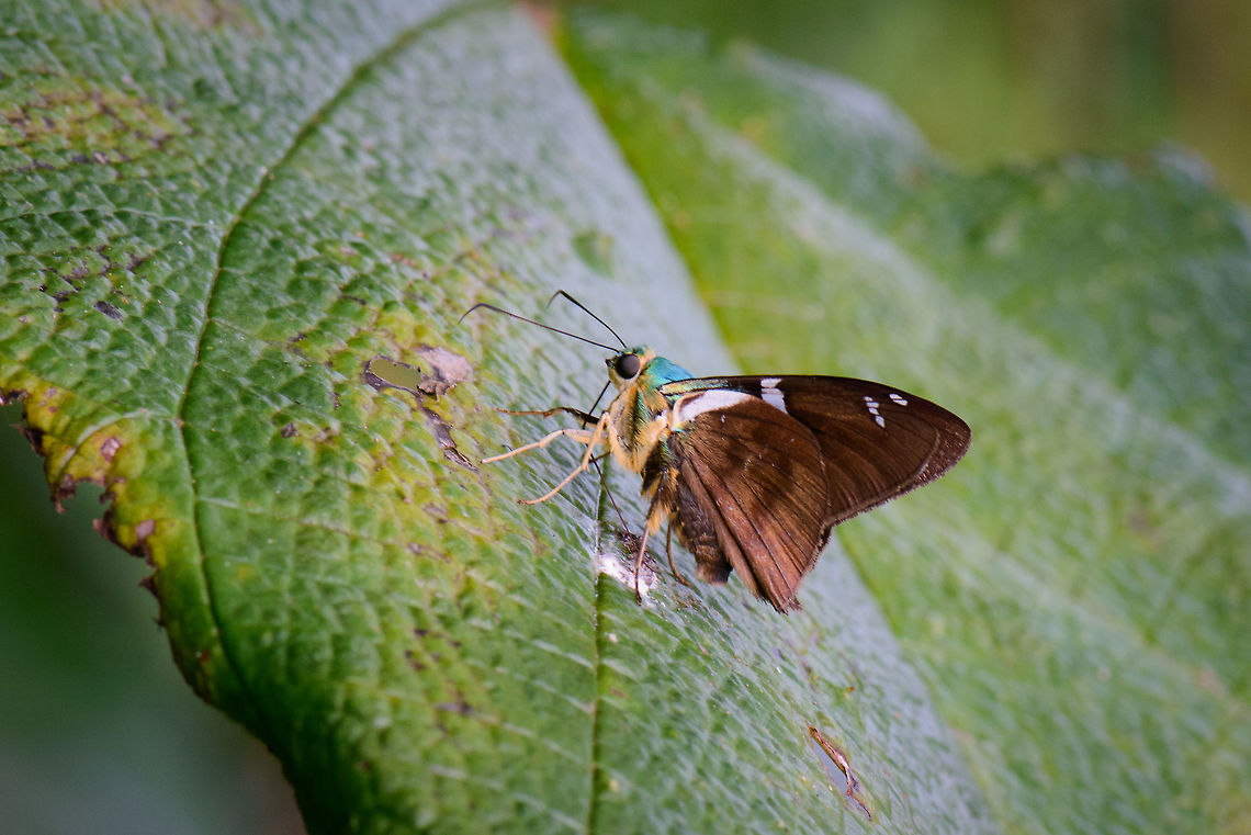 Flashing Flat (Celaenorrhinus aegiochus), Santa Mar&iacute;a, Colombia Initially thought it was a moth, but it's a skipper. I wish I had a top view, but I don't.  Boyac&aacute;,Celaenorrhinus aegiochus,Colombia,Reserva Almenara,Santa Mar&iacute;a,South America,World