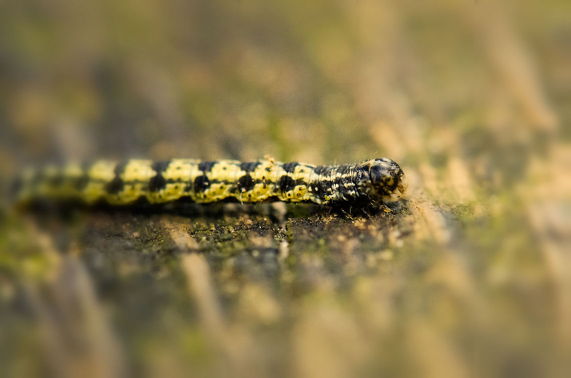 Spring Usher Almost squashed this little guy when I wanted to take a rest at this park bench. Agriopis leucophaearia,Macro