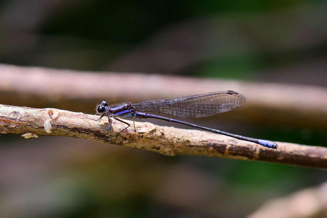 Blue/Purple damselfly, Santa María, Colombia Found this blue/purple damselfly perched on the Reserva Almenara path in Colombia. It seems Odonata are not well described online for Colombia, but I did find these useful links from this specific area:<br />
<a href="http://www.martinreid.com/Odonata" rel="nofollow">http://www.martinreid.com/Odonata</a> website/odonateCO09Dec.html<br />
<br />
It has a few potential matches, but I&#039;m not sure enough which one it is, will ask for guidance. Argia pulla,Boyacá,Colombia,Reserva Almenara,Santa María,South America,World