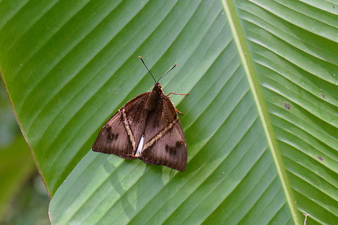 Banana Stem Borer - wings closed, Santa Mar&iacute;a, Colombia Wings open:
https://www.jungledragon.com/image/46624/banana_stem_borer_santa_mara_colombia.html Banana Stem Borer,Boyac&aacute;,Colombia,Reserva Almenara,Santa Mar&iacute;a,South America,Telchin licus,World