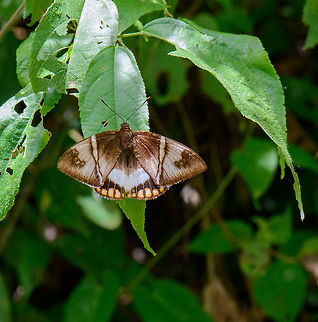 Banana Stem Borer - wings open, Santa María, Colombia Interesting how their appearance changes so much with the wings closed:
https://www.jungledragon.com/image/46623/banana_stem_borer_santa_mara_colombia.html Boyacá,Colombia,Reserva Almenara,Santa María,South America,Telchin licus,World