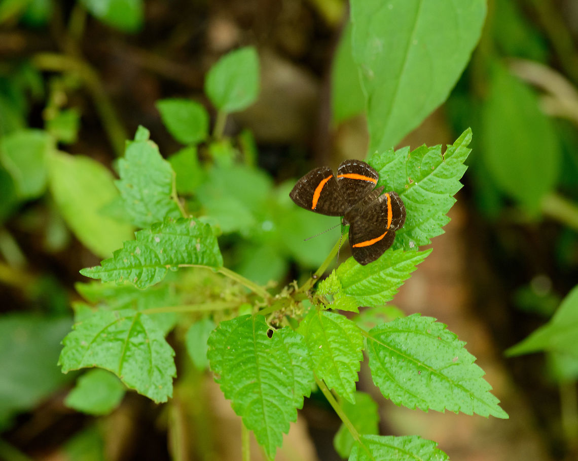 Crocozona coecias, Santa María, Colombia Can be confused with Riodina lysippus, which also occurs in this area. Crocozona coecias seems to have the metal markings on the edges of the wing as seen in the photo, whilst Riodina lysippus has them within the orangle &quot;circle&quot;. Boyacá,Colombia,Crocozona coecias,Reserva Almenara,Santa María,South America,World