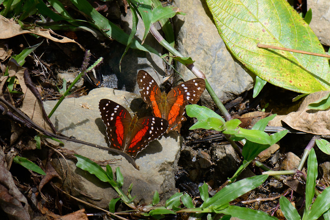Scarlet peacock couple, Santa María, Colombia The red one is likely a male, not entirely sure about the orange one. I&#039;m thinking it is perhaps another male. Anarthia amathea,Anartia amathea,Boyacá,Colombia,Reserva Almenara,Santa María,South America,World
