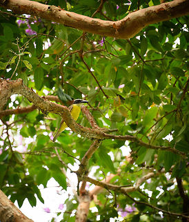 Boat-billed flycatcher, Santa Mar&iacute;a, Colombia Superficially, in terms of feather and color patterns, Colombia has about a dozen birds that looks like this, being flycatchers and kiskadees. This specimen clearly stands out though by its bill, not only is it lengthy, it is also very thick. 

Here's a video of one in Venezuela:
https://www.youtube.com/watch?v=vZiFFT6JaEU
As you can see, it has quite a large bill. Closeup:

https://www.jungledragon.com/image/46641/boat-billed_flycatcher_-_closeup_santa_mara_colombia.html Boat-billed flycatcher,Boyac&aacute;,Colombia,Megarynchus pitangua,Santa Mar&iacute;a,South America,World